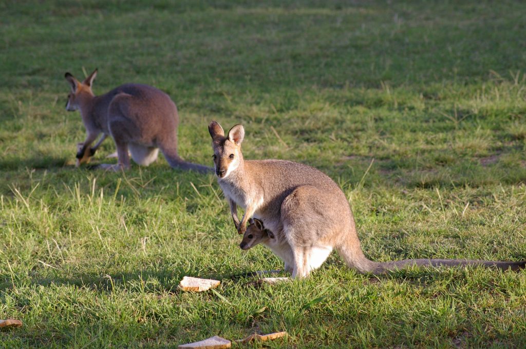 Red-Necked Wallabies and Joey in Swanfels QLD