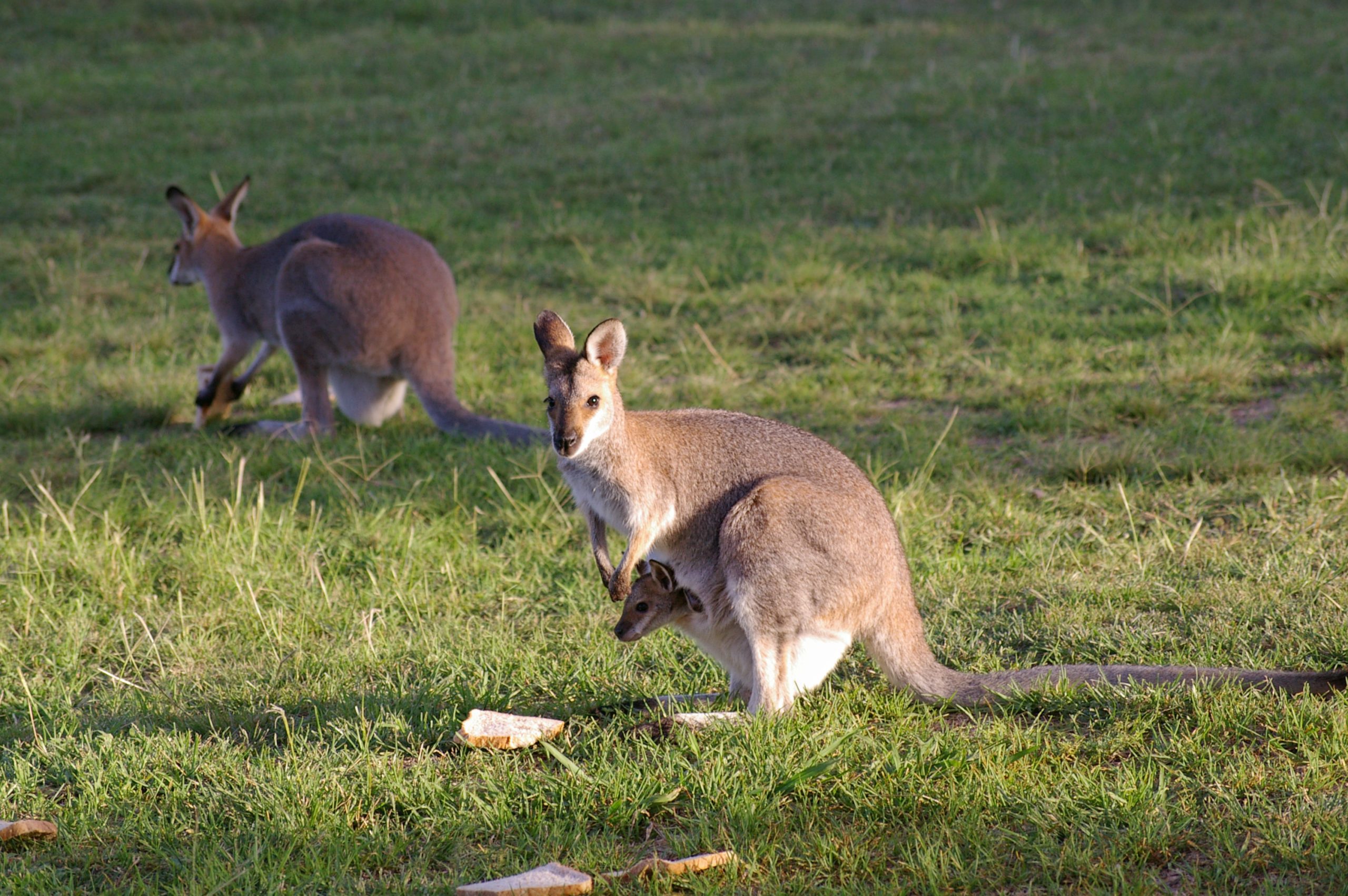 Red-Necked Wallabies and Joey in Swanfels QLD
