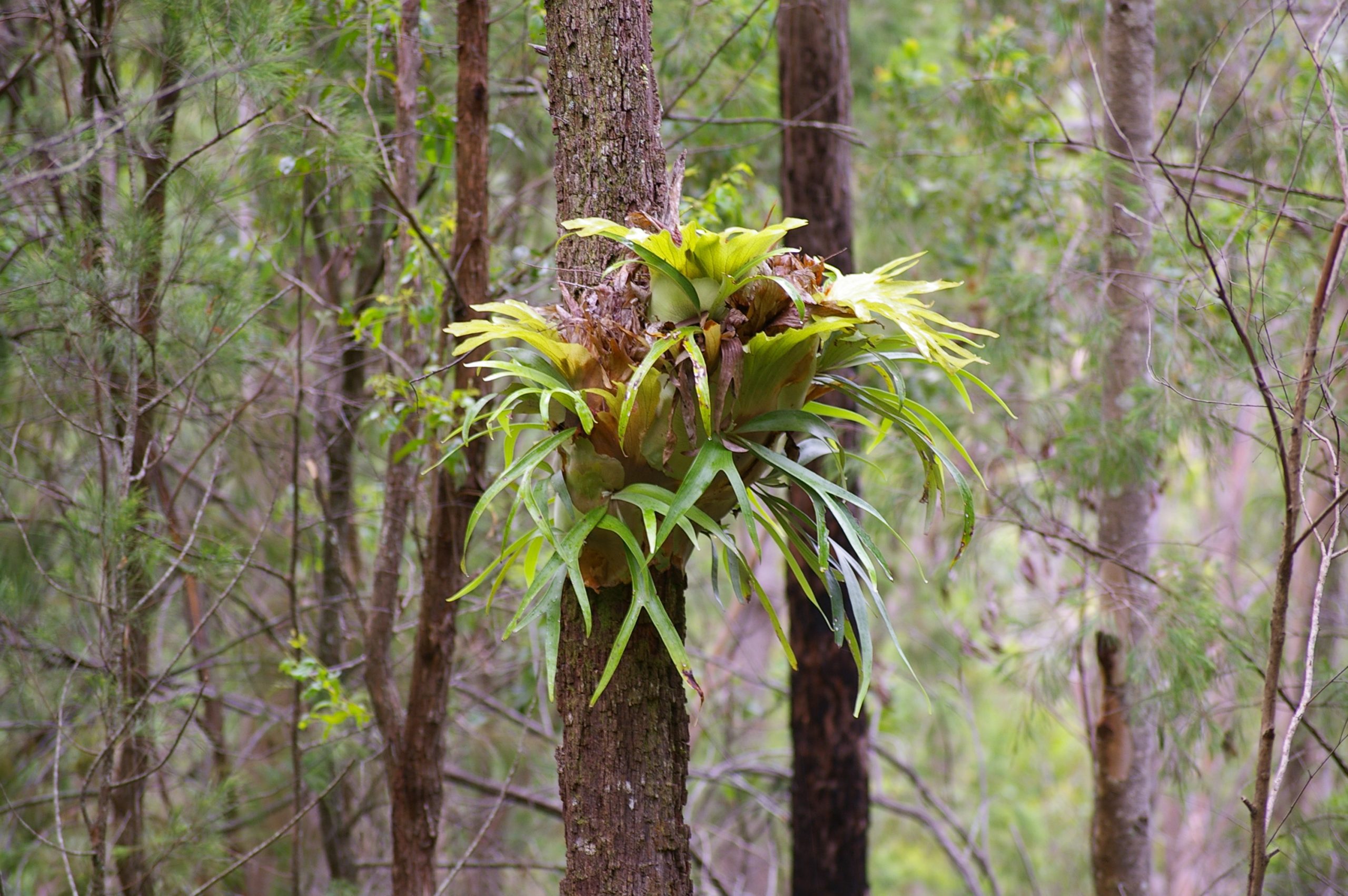 Staghorn on Johnson's Mountain, Swanfels QLD