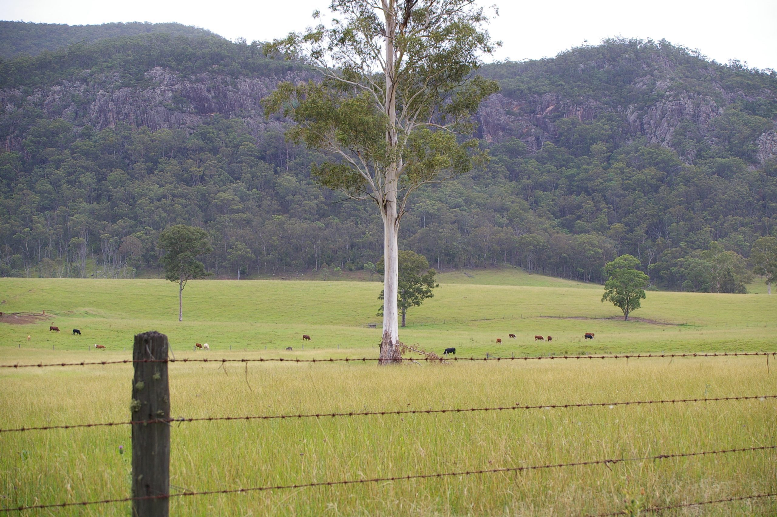 Upper Swanfels Valley Queensland