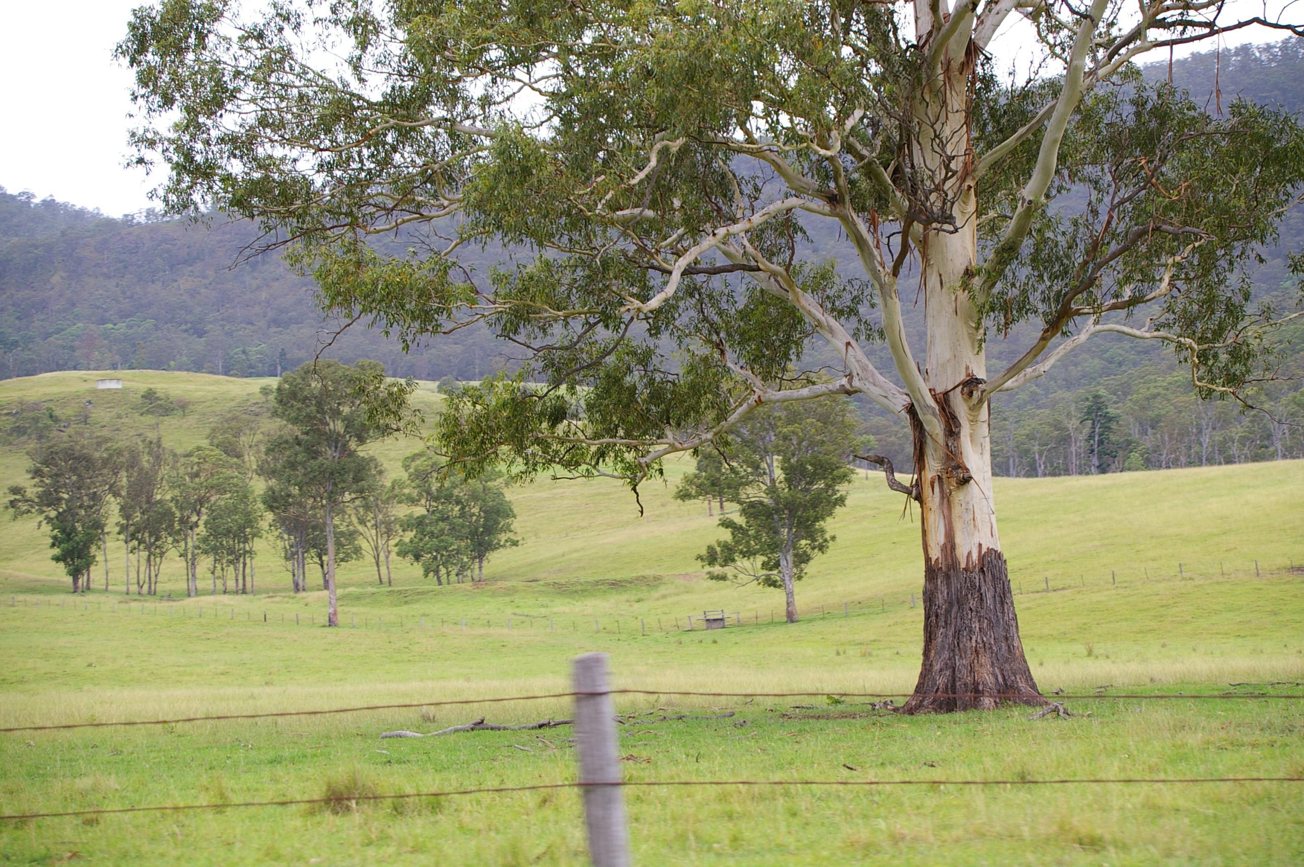 Upper Swanfels Valley Queensland