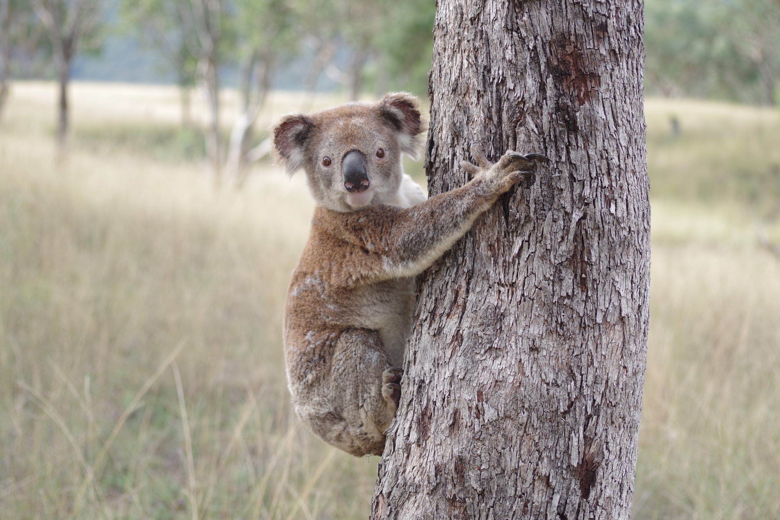 Koala in Swanfels Valley QLD